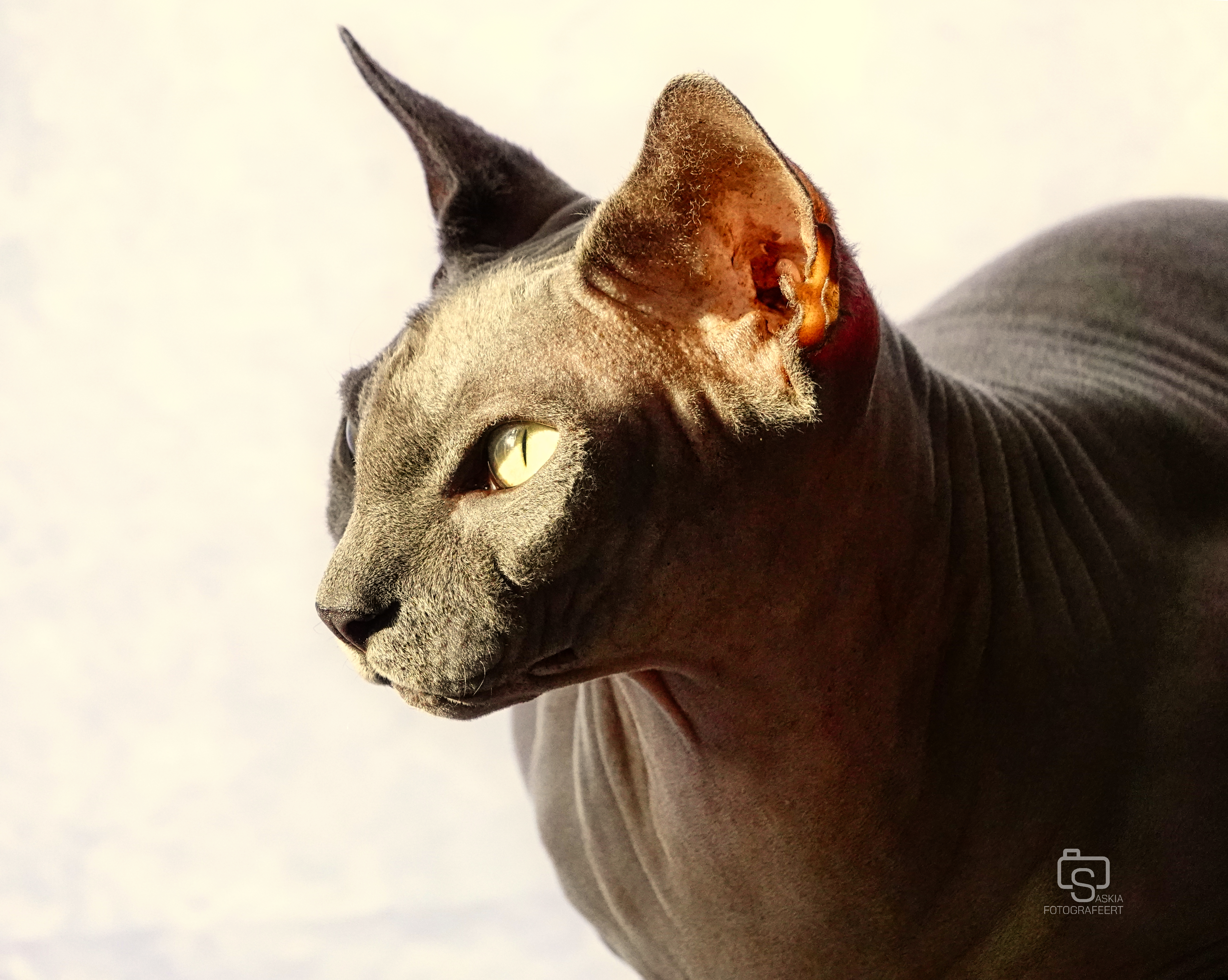 Dieren – sphynx kat