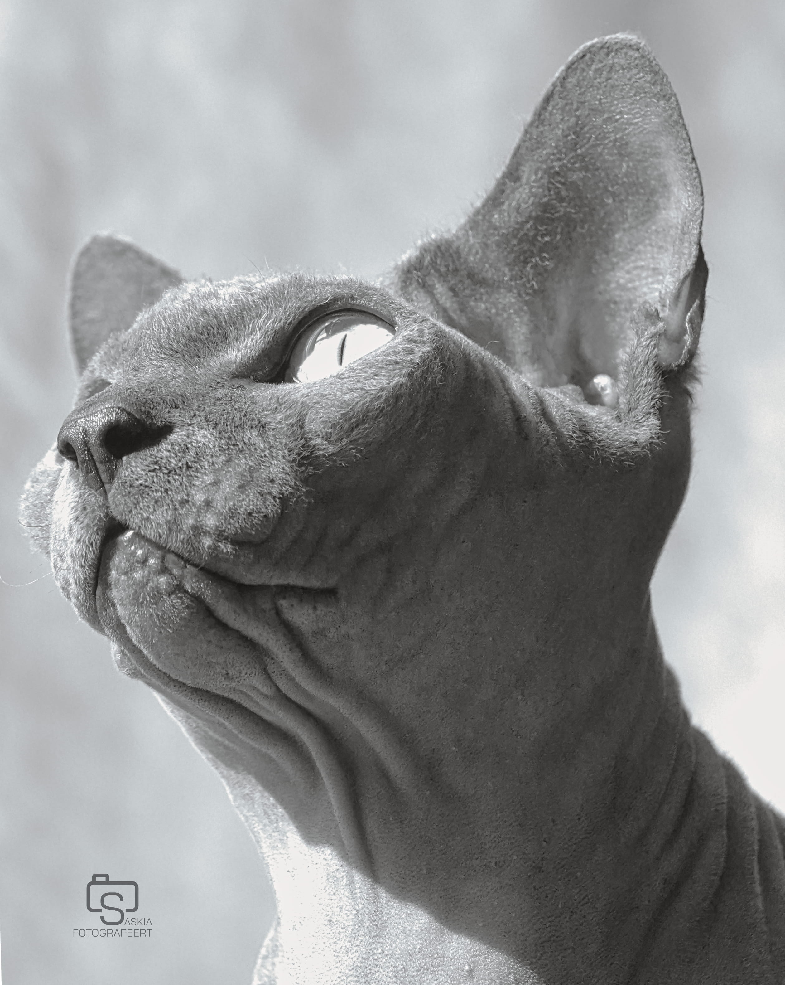 Dieren – sphynx blauw