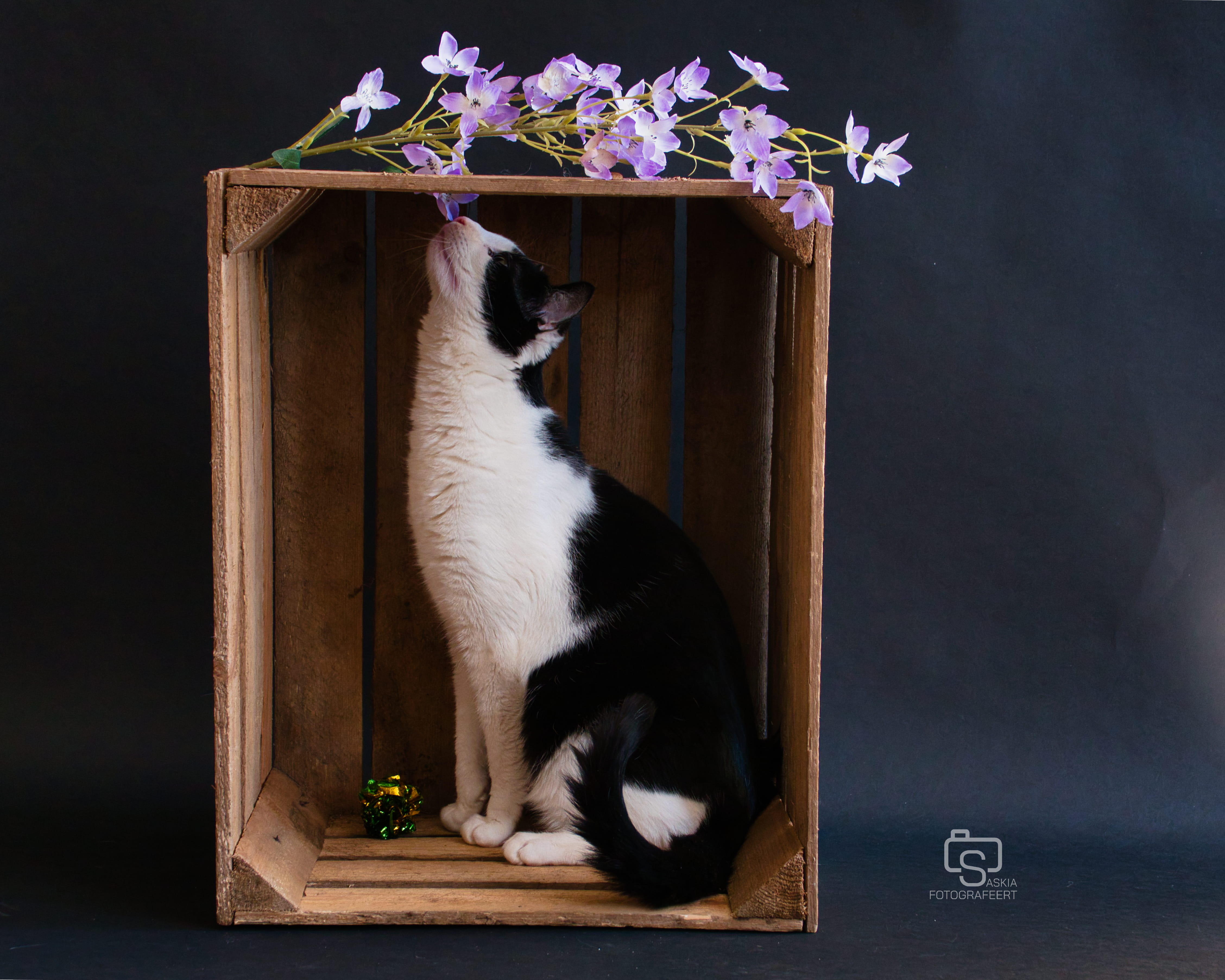 Dieren – kat in krat